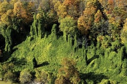 Perché gli Stati Uniti hanno iniziato a piantare il kudzu nel Sud?