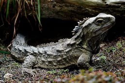 人类是从爬行动物进化而来的吗？