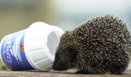 ¿Por qué McDonald's rediseñó sus vasos de McFlurry?