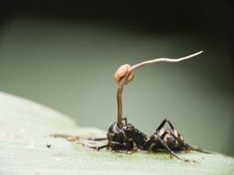The user asks to translate a title from English to Dutch, return only the translated title, nothing else. The title: "How Does the Zombie Fungus Take Over Ants' Bodies and Control Their Minds?" Need to translate to Dutch. Let's translate: "Hoe neemt de zombie-schimmel de lichamen van mieren over en controleert hun geesten?" But maybe "zombie-fungus" could be "zombie-schimmel" or "zombie-paddenstoel". "Take over" = "overnemen". "Control their minds" = "hun gedachten beheersen" or "hun geest beheersen". Let's produce a natural Dutch title: "Hoe neemt de zombie-schimmel de lichamen van mieren over en