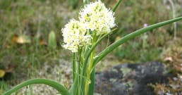 ما هو أكثر نبات سُمّية في العالم؟