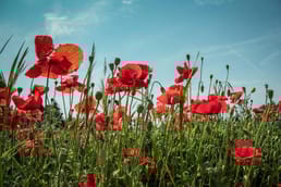 Comment les coquelicots sont-ils devenus le symbole de la Première Guerre mondiale ?