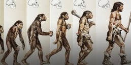 为什么只有一种人类物种？