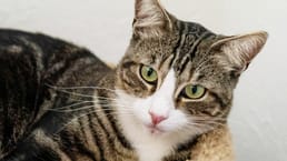 Pourquoi les chats sont-ils les plus actifs à l’aube et au crépuscule ?