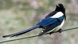 Какая птица считается самой умной?