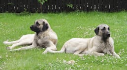 Pourquoi un fonds de conservation a-t-il importé des chiens turcs Kangal en Namibie et au Kenya ?