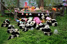 Wie funktioniert das Pandageschäft in China?