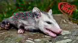 Os gambás não fingem estar mortos; eles realmente desmaiam por medo de predadores