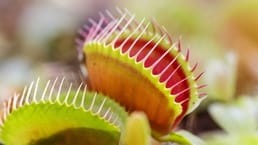 Venus Flytraps pousse naturellement dans un rayon de 75 milles autour de Washington, en Caroline du Nord, le braconnage de cette plante est devenu un crime en 2014