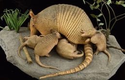 We need to translate title to Dutch. Title: "Why Do Nine-Banded Armadillos Give Birth to Quadruplets Every Time?" Dutch translation: "Waarom krijgen negenbandige gordeldieren elke keer viervoudige jongen?" But need correct phrasing. "Why do nine-banded armadillos give birth to quadruplets every time?" Could be "Waarom krijgen negenbandige gordeldieren elke keer viervoudige jongen?" Or "Waarom krijgen negenbandige gordeldieren elke keer viervoudige baby's?" Better: "Waarom krijgen negenbandige gordeldieren elke keer viervoudige jongen?" Use "gordeldier" for armadillo. "Negenbandig" maybe 