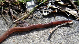 Earthworms Don't Drown and They Can Survive Several Days Submerged in Water