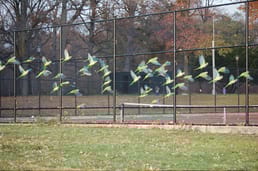 Por que há uma população próspera de papagaios selvagens no Bronx?