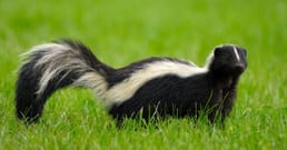 Skunks are Immune to Snake Venom and Will Actually Eat Venomous Snakes. They are One of the Few Animals Who Have This Kind of Immunity.