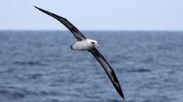 Albatrosses Use Dynamic Soaring or Slope Soaring While Flying Across the Ocean, and They Almost Never Flap Their Wings. They Can Fly This Way for About 1,000 Kilometers.