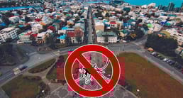 Er zijn 1.300 insectensoorten in IJsland, maar er zijn geen mugsoorten ontdekt.