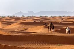 The Sahara Desert, Which is Known for Being the World's Hottest Desert, Used to be a Tropical Rainforest.