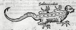 Mitos medievais sugerem que as salamandras são resistentes ao fogo. As pessoas acreditavam que eram nascidas do fogo.