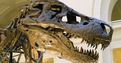 A Flat Tire Sent Sue Hendrickson Toward the Most Complete T. rex Ever Found