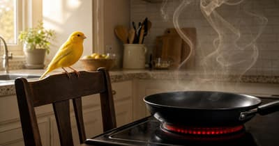 Una padella antiaderente surriscaldata può uccidere un uccello prima che te ne accorga
