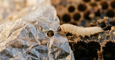 ワックスワームの唾液、数時間でプラスチック分解を開始