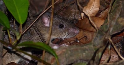 Ratos esconderam pertences de pessoas nas paredes de Williamsburg. Historiadores encontraram um garfo de jantar de prata