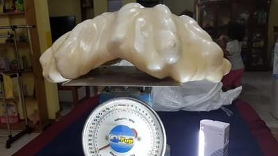 A Fisherman from the Philippines Found a Pearl Weighing 34 Kilograms. It is Estimated to be Worth $100 Million. The Fisherman was Unaware of its Value and Kept the Pearl Under His Bed for 10 Years.