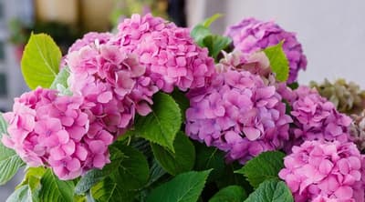 La couleur des fleurs d'hortensia change en fonction du pH du sol. Un sol acide fera pousser des hortensias bleus, un sol basique produira des hortensias roses, et des hortensias violets fleuriront dans un sol dont le pH se situe entre 5,5 et 6,5.