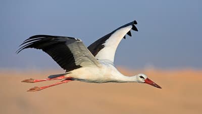 A Polish Environmental Charity Placed a GPS Tracker with a SIM Card on a White Stork to Follow Their Migratory Pattern. They Lost Track of the Stork and Received a Phone Bill for $2,700.