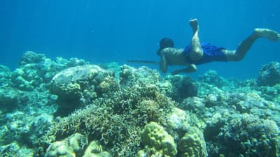 Una mutación rara entre el pueblo Bajau les permite permanecer bajo el agua por más tiempo: la selección natural en el gen PDE10A ha aumentado el tamaño del bazo en los Bajau, proporcionándoles un mayor reservorio de glóbulos rojos oxigenados.