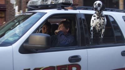 I dalmati sono il cane ufficiale dei vigili del fuoco perché, nel 1700, correvano accanto ai carri trainati da cavalli mantenendo il passo, anche a tutta velocità, e proteggevano i cavalli da altri cani o animali che avrebbero potuto spaventarli.