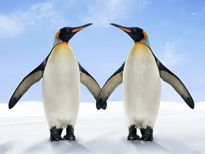 Un scientifique basé en Antarctique a obtenu un rendez‑vous grâce à Tinder avec une campeuse à seulement 45 minutes.