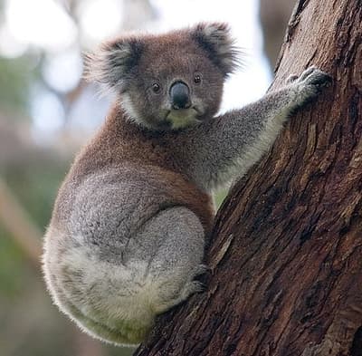 Koalas haben eines der kleinsten Gehirne im Verhältnis zum Körpergewicht aller Säugetiere. Sie sind so dumm, dass sie, wenn ihnen Blätter auf einer flachen Oberfläche anstelle von Ästen präsentiert werden, diese nicht als Nahrung erkennen und nicht fressen.