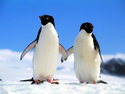 Some female penguins engage in prostitution. Performing sex act in exchange for pebbles. However, sometimes they will just trick the male into thinking they'll have sex, then run off once she gets the pebble.
