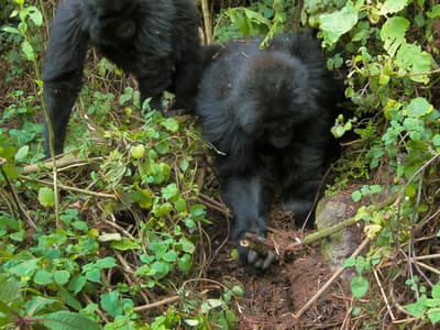 Cuando una trampa de un cazador furtivo mató a uno de los suyos, dos jóvenes gorilas se unieron para encontrar y desactivar trampas en su hogar forestal en Ruanda. Vieron lo que tenían que hacer, lo hicieron y luego pasaron a desactivar la siguiente trampa.