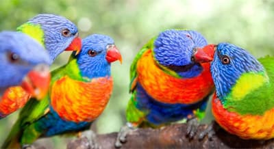 An Australian bird, called the rainbow lorikeet, routinely gets drunk from spring to summer. The small birds drink the fermented crimson flower nectar from the Weeping Boer-bean tree. When intoxicated these birds make loud drunken noises which many people find bothersome.
