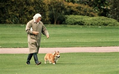 A rainha Elizabeth II parou de criar Corgis galeses para que nenhum deles a vivesse mais. Seu último Corgi morreu em abril de 2018.