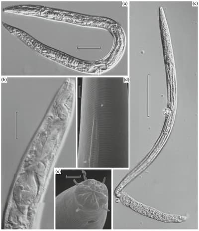 Mientras los científicos analizaban gusanos prehistóricos recuperados del permafrost, dos nematodos de 40 000 años “revivieron” y comenzaron a moverse y a comer, convirtiéndolos en la vida multicelular más antigua viva en la Tierra.