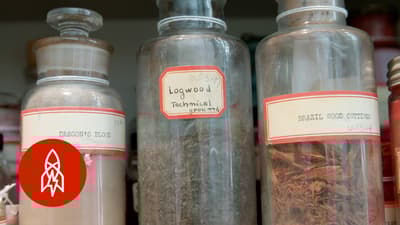 认识这位守护世界最稀有颜色的人——其中有毒也有极美。一种黄色颜料源自干燥的牛尿，牛只吃芒果叶。