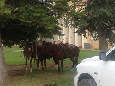 Il existe une loi du Montana selon laquelle, si un élève vient à l’école à cheval, le directeur doit nourrir, abreuver et s’occuper du cheval. Six élèves de terminale qui connaissaient cette loi ont monté leurs chevaux le dernier jour d’école. Leur directeur a accompli son devoir et a pris soin de leurs chevaux.