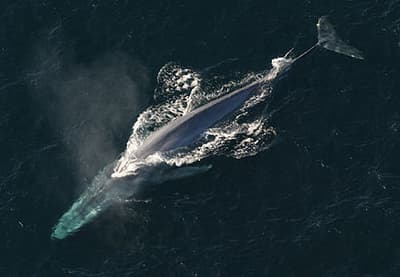 The blue whale is not only the largest animal currently on the planet, but the largest animal to have ever existed