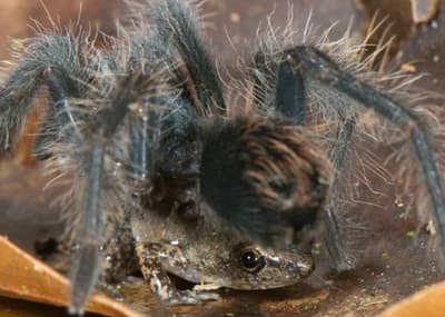 Le tarantole giganti terranno le rane come animali domestici, proteggendole da potenziali predatori. In cambio, queste rane mangeranno piccoli insetti che altrimenti potrebbero danneggiare le uova delle tarantole prima della loro schiusa.