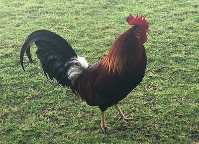 O termo "galo" originou‑se nos Estados Unidos como um eufemismo puritano para evitar a conotação sexual da palavra inglesa original "cock".