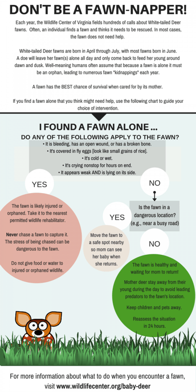 Rehkitz (Junges Reh) werden oft stundenlang allein gelassen, während ihre Mütter nach Nahrung suchen. Manchmal "entführen" gutmeinende Menschen das Kitz, weil sie denken, es sei verlassen, obwohl es nur auf seine Mutter wartet.