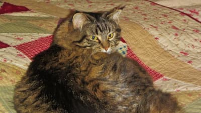 قطة في ويسكنسن أنقذت عائلتها البشرية بلمسهم بمخالبها عندما كانوا يشعرون بالنعاس وأخرجتهم من المنزل. أجرى المستجيبون الأوائل اختبارًا وكشفوا أن المنزل يحتوي على مستوى خطر من تسمم أول أكسيد الكربون.