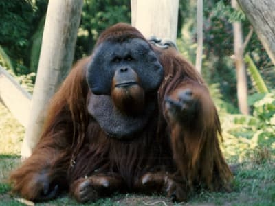 Meet Ken Allen, a Borneo orangutan in the San Diego Zoo who escaped his enclosure three times. He never acted aggressively towards anyone during his escapes, and generally wandered around the zoo looking at other animals.
