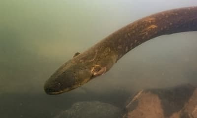 قابلوا ميغيل واتسون، ثعبان كهربائي من تينيسي يمتلك حسابًا على تويتر؛ كلما أطلق صدمة كافية تُرسل تغريدة تلقائيًا إلى حسابه EelectricMiguel، وهو يساعد أيضًا في تشغيل أشجار الكريسماس في الحوض.