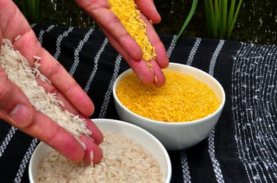 Vitamin A enriched rice, developed nearly 15 years ago, could have prevented hundreds of thousands of cases of childhood blindness. It has never been used due to concerns over GMO foods.