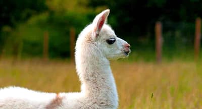 Llamas That Spend Too Much Time Around Humans Are Prone To Berserk Llama Syndrome. Such Llamas Believe That Humans Are Fellow Llamas, And Sneak Up Behind Them To Attack.