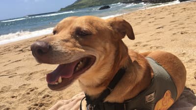 ハワイ・カウアイ島は、観光客にシェルターの犬を1日だけ連れ出す「犬の遠足」プログラムを推奨しています。外で散歩させることで運動になり、地元での里親になる可能性が高まります。