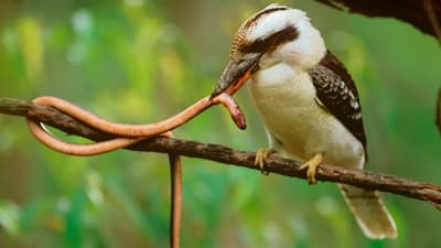 Why Do Baby Kookaburras Have Hooked Upper Break?